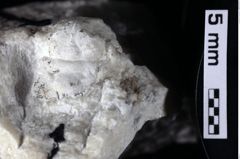 Foto (Detailansicht) von Abyssophthalmus sp. (NHMW-GEO-1990-0041-0040)